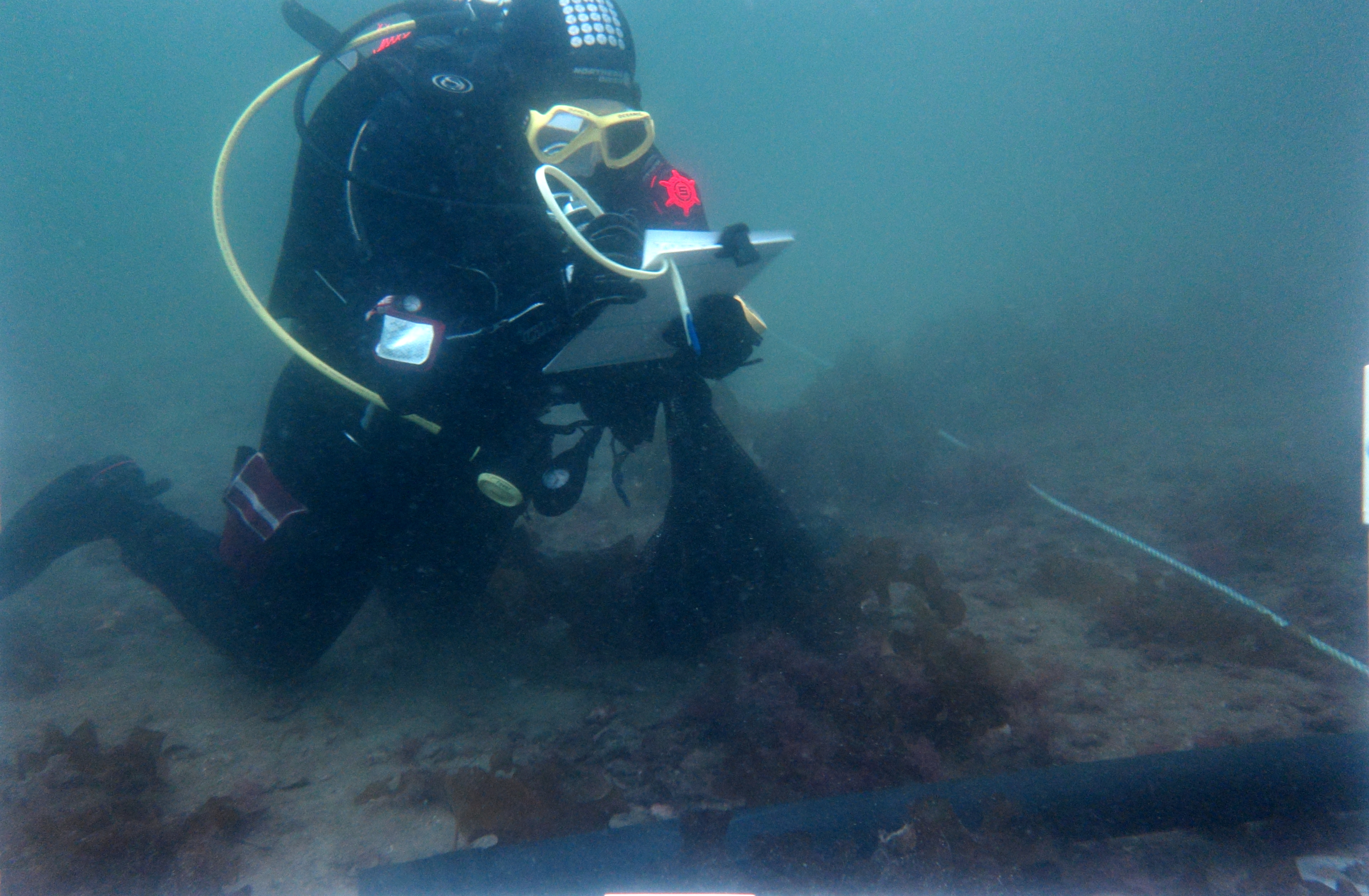 Image: A scuba diver records the number of scallops observed within Lamlash Bay marine reserve (credit: Leigh Howarth)
